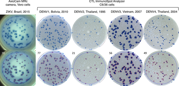 Viral Neutralization