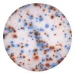 B Cell ELISPOT Kits